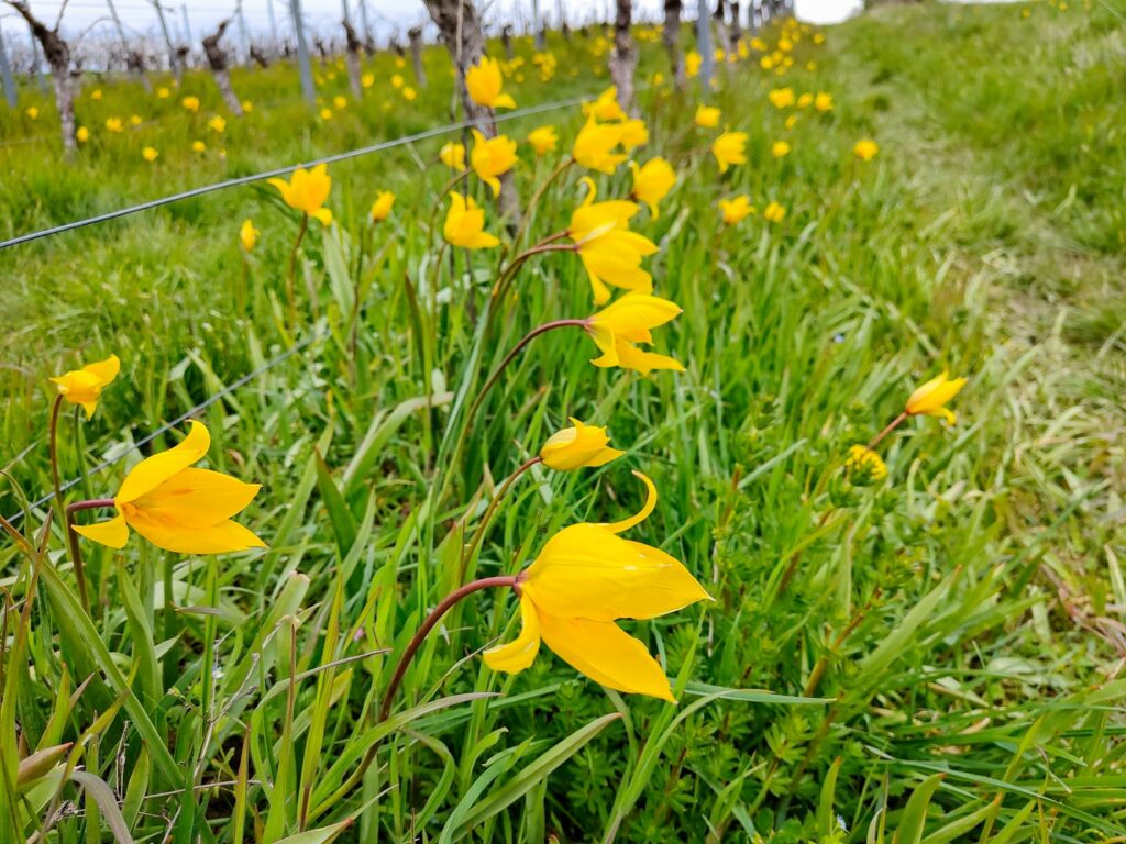 Wildtulpen nahe Gau-Odernheim